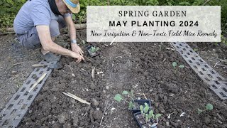 Late Spring Planting, New Irrigation Set up, Non Toxic Field Mice Repellent