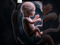 Title:👉 24 Weeks Baby Inside the Womb 😲 | Incredible Development #Shorts #ytshorts