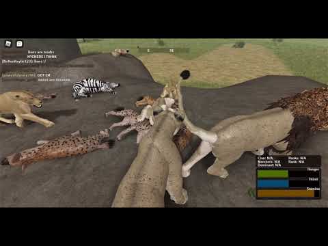 An Endless War Lions Vs Hyenas Roblox Testing A Wild Savannah Youtube - roblox wild savannah how to pounce roblox hack v211