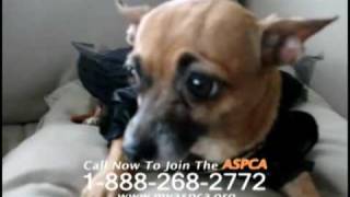 Sarah Mclachlan Aspca Ad Against Internet Animal Cruelty