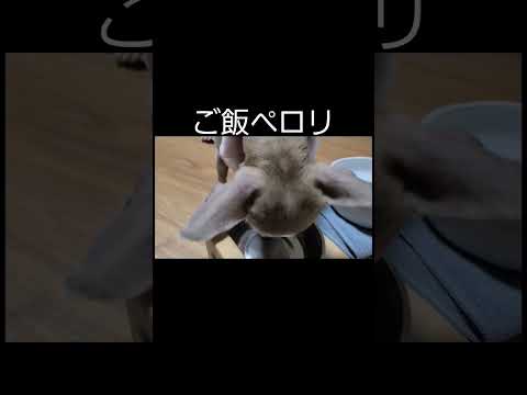 #asmr  #かわいい