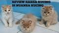 Video for Nuansa Kucing Jual Kucing Persia