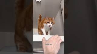 Funny CAT Moments 😂😂 episode 3799 #funnycats #cats #funnyanimals #petsofinstagram screenshot 1