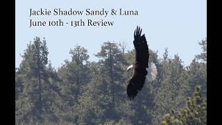 Jackie, Shadow, Sandy &amp; Luna June 10th - 13th review