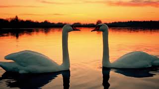 4K Relaxing Swans on Lake at Sunset • Peaceful Nature Video with Soothing Music 2 Hour screenshot 5