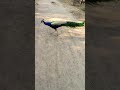 original video of beautiful peacock 🦚🦚🦚