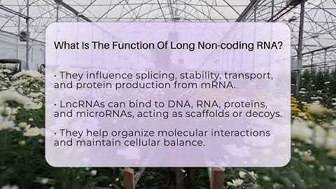 What Is The Function Of Long Non-coding RNA? - Biology For Everyone