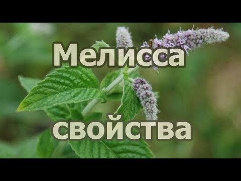 Video: Medovka Alebo Bylinkový Med (Melissa Officinalis), Vlastnosti Pestovania A Použitia