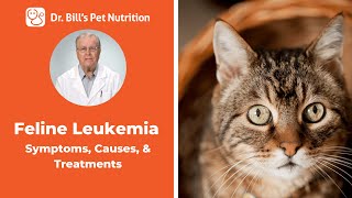 Feline Leukemia | Symptoms, Causes, & Treatments | Dr. Bill's Pet Nutrition