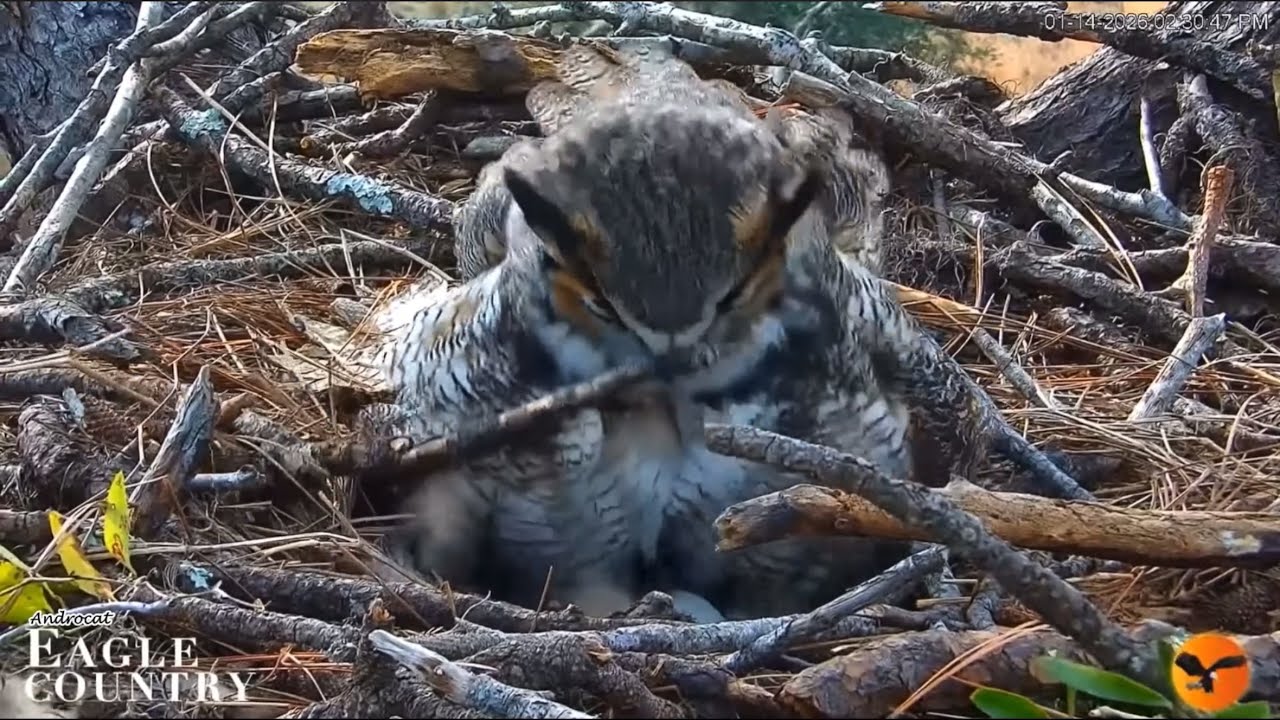 Eagle Country 1-15-26.  Willow & Gus; Prey Delivery, Pellets, Willow Tries to Move a Stick!