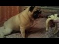 Pug eating a banana (мопс ест банан)