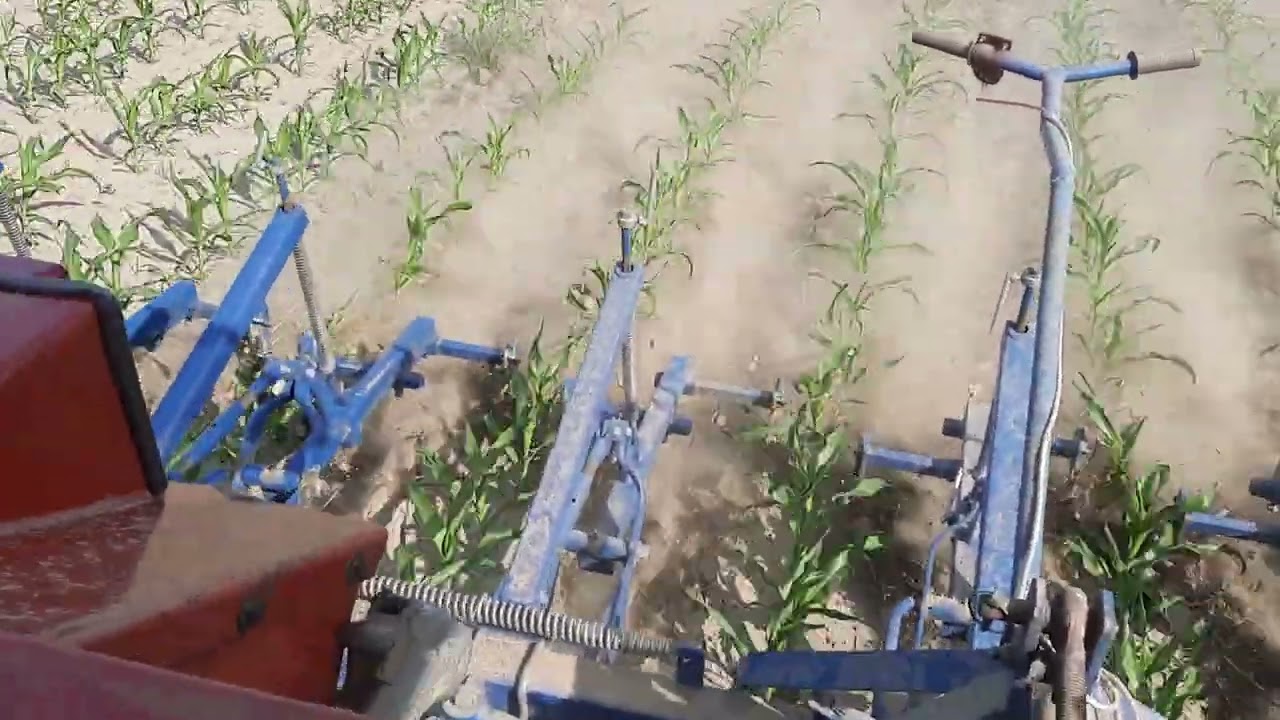 Špartanje kukuruza 2022