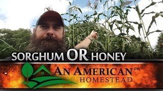 Honey or Sorghum For Growing Sugar?