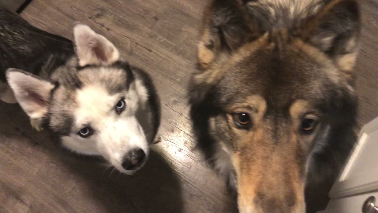 Dog Bite vs Wolf Bite #2