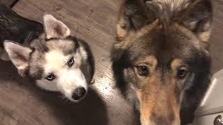 Dog Bite vs Wolf Bite #2