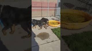 A321335 Gotti & A498316 Coco