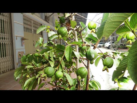 Видео: Выращивание деревьев гуавы из семян: как и когда сажать семена гуавы