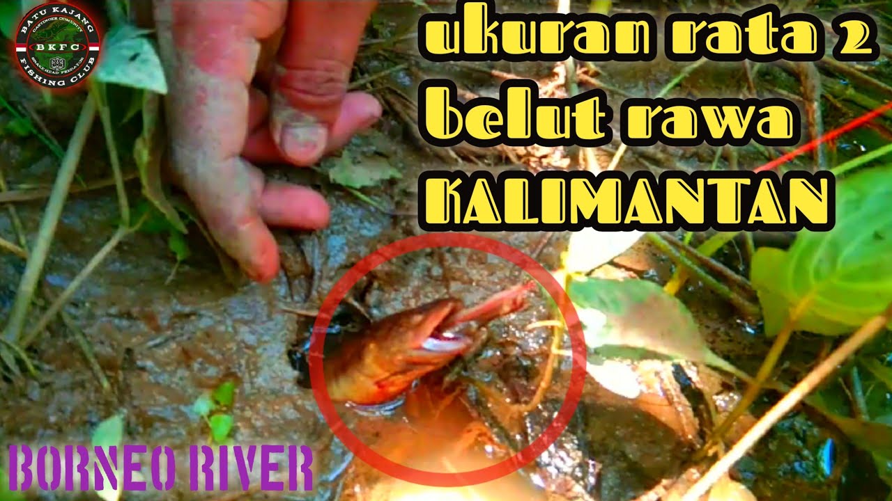 mancing belut di rawa kalimantan 