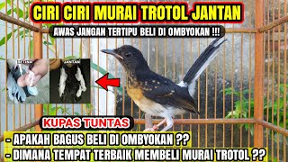 CARA MEMBEDAKAN MURAI TROTOL JANTAN & REKOMENDASI TEMPAT MEMBELI !!!