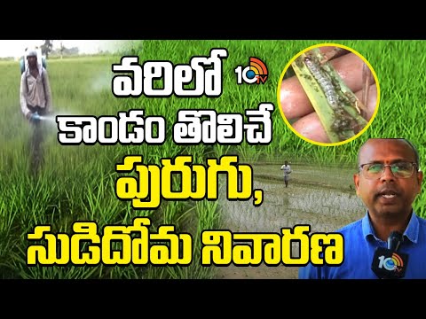 వరిలో కాడం తొలిచే పురుగు, సుడిదోమ నివారణ | Stem Borer and Swarming Caterpillar Control in Paddy - 10TVNEWSTELUGU