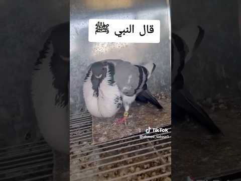 اكتب شي تؤجر عليه آيات قرآنية  اللهاكبر صلوا على النبي اكسبلور