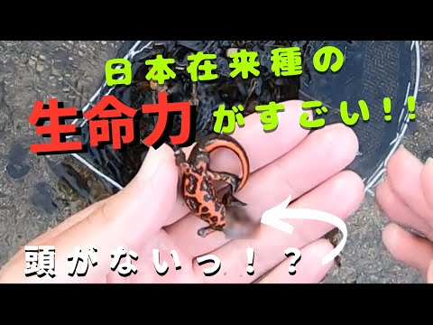 【日本の原生態系】顔がなくても生きてる日本在来種イモリがスゴすぎた【琵琶湖ガサガサ探検記14】