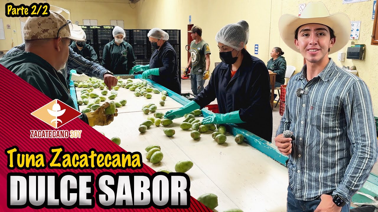 MI ABUELO PLANTÓ TUNAS hace 70 años