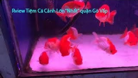 Review tiệm cá cảnh lớn " Nhất " ở quận gò vấp
