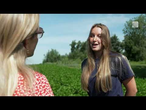 Les haricots jaunes