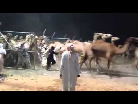 ذكريات زحمة زمول مرغم العام شهر 11