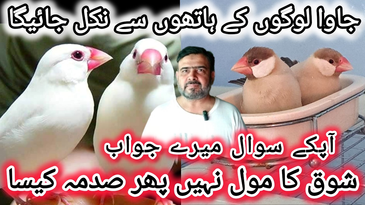 Java Logon K Hathon Se Nikal Jayega | Java Sparrow Business in 2026 | Fawn Java Price