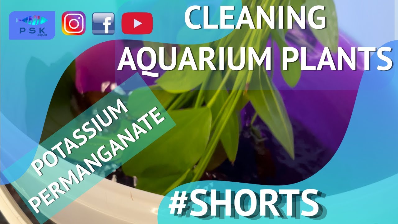 🌿 CLEANING PLANTS BEFORE PLACING IN THE AQUARIUM - 