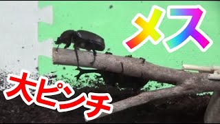 【カブトムシの育て方】オスの中にメス２匹をを入れました