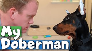 Doberman Puppy Update: 15Weeks Old and SUPER SMART!