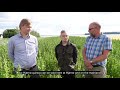 Production of quinoa in denmark