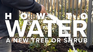 How to Water Your New Tree or Shrub - Let