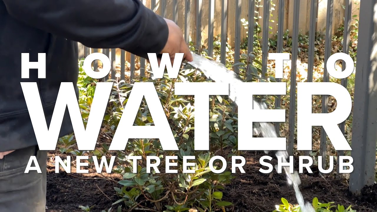 How to Water Your New Tree or Shrub - Let's Grow Together