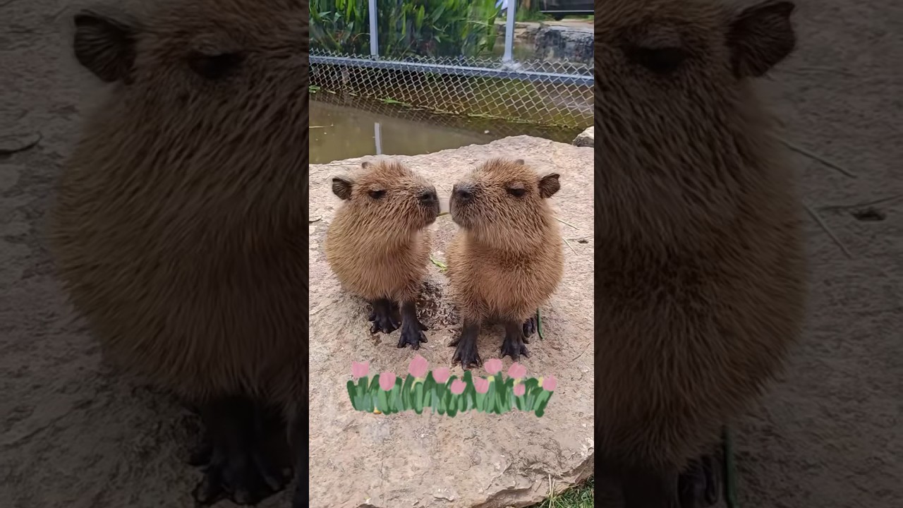 Capybara bros being goofy together😂👀 