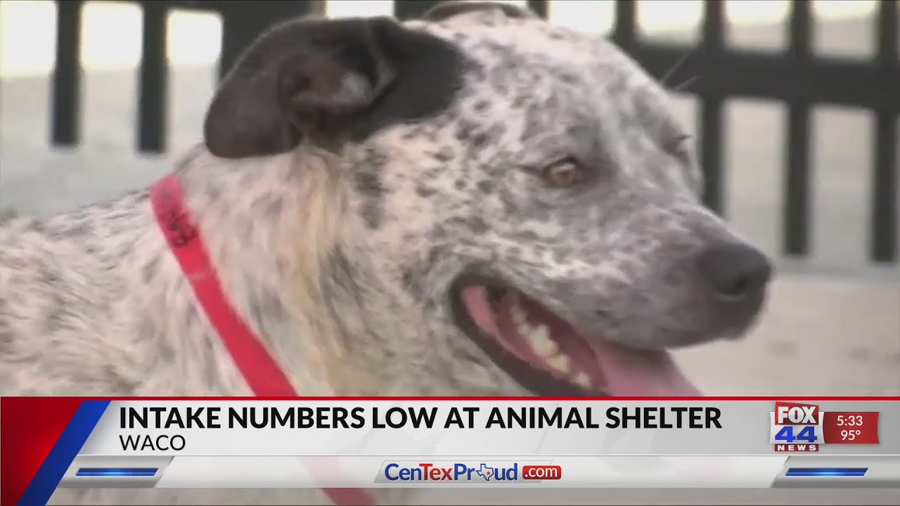 Intake numbers low at Waco animal shelter - YouTube