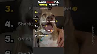 RANKING PETS FORMING THOUGHTS! 😘😊 #cat #daily #cute #funny #viral #pets #dog