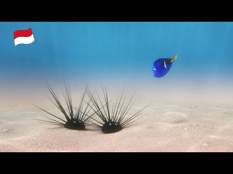  Finding  dory  bahasa  indonesia  YouTube