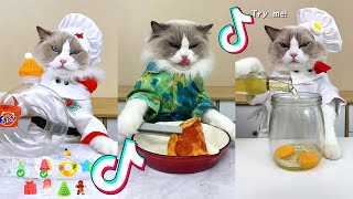 That Little Puff | Cats Make Food  | Kitty God & Others | TikTok 2024 #60