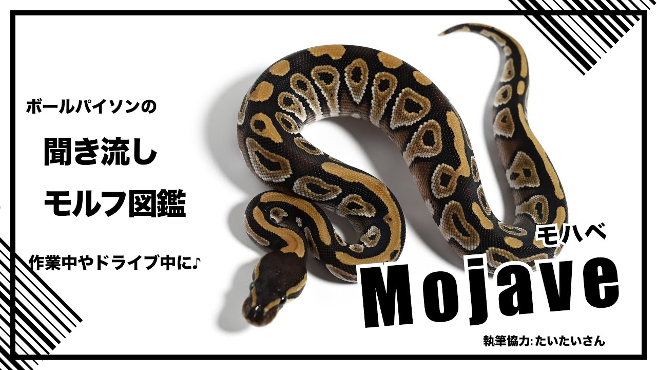 モハべ (Mojave) | Lil Balls ~ ボールパイソンブリーダーの営む