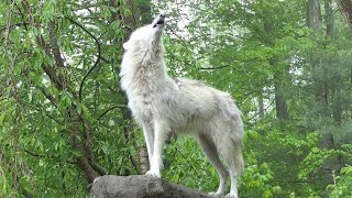 Awesome Wolf Howling Compilation (2021)
