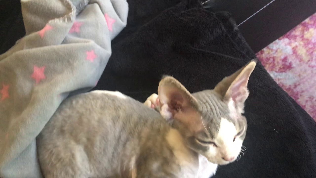 devon rex Oslo et Ôschî 01