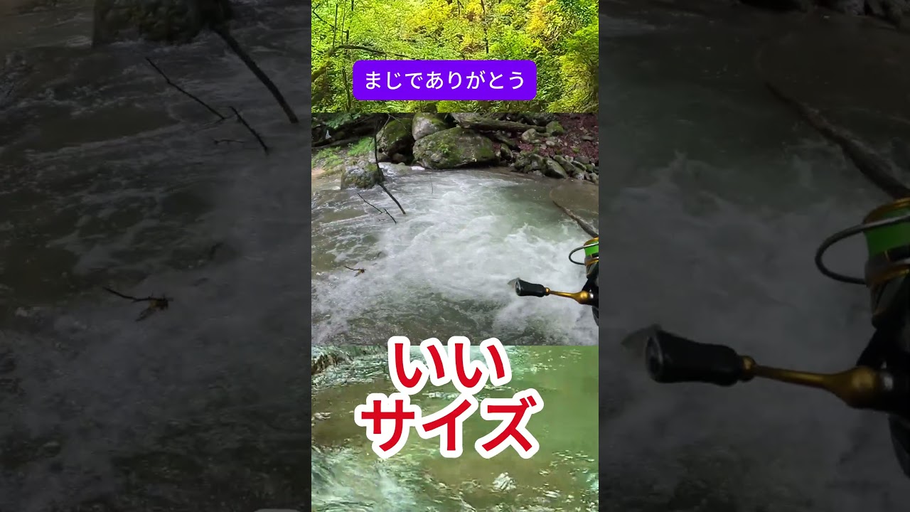 【渓流釣り】まじでありがとう。#釣り