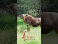 Hunting with Africa Trophy Pursuit