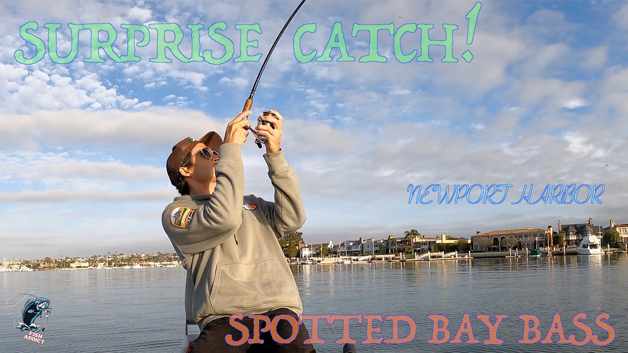 Surprise Catch! Fishing for Spotted Bay Bass NEWPORT HARBOR YouTube