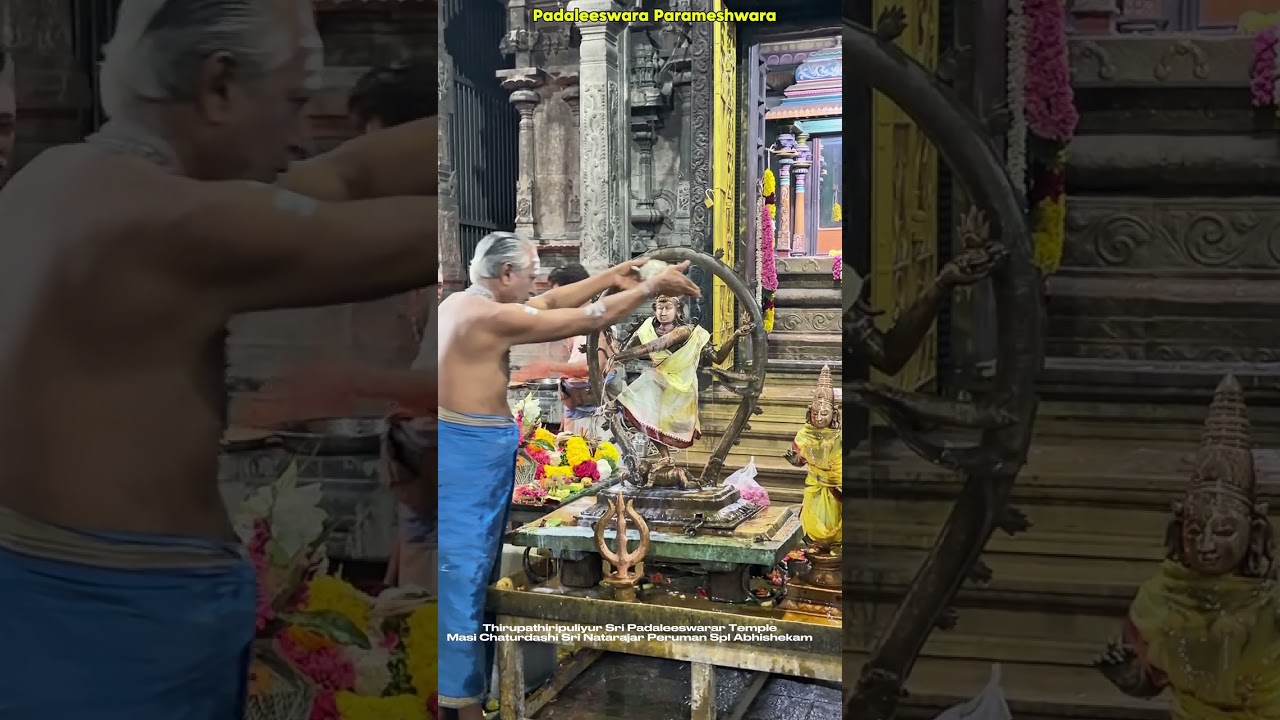 மாசி சதுர்த்தசி ஶ்ரீ நடராஜ பெருமான் அபிஷேகம் திருப்பாதிரிப்புலியூர் ஶ்ரீ பாடலீஸ்வரர் திருக்கோயில் 
