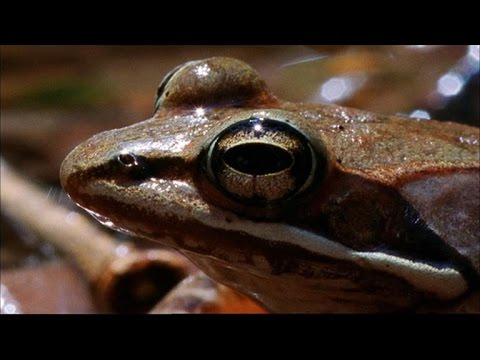 Video: Effekten Av Förhöjd Temperatur Och CO 2 På Tillväxt, Fysiologiska Och Immunsvar Från Polypedates Cruciger (vanlig Timglasfrogos)